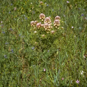 Orthocarpus purpurascens