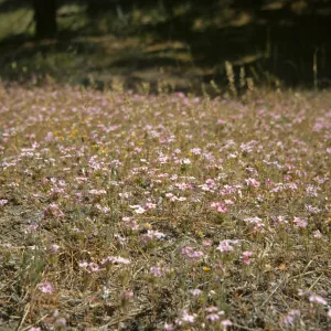 Linanthus androsaceus