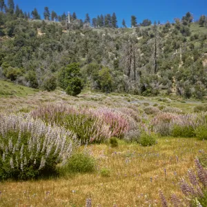 Bush Lupine, Figueroa