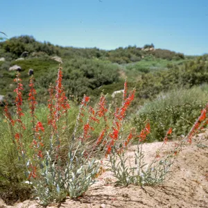 Penstemon centranthifolius, Sespe