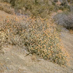 Eriogonum (wild buckwheat) , Sespe