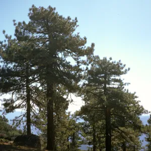 Pinus jeffreyi, Reyes Peak, Ventura County