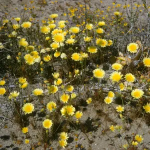 Malacothrix (Desert Dandelion), Mojave