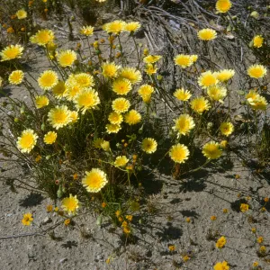 Malacothrix, Desert Dandelion