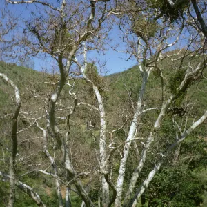 Sycamore, Cachuma Campground, Figueroa