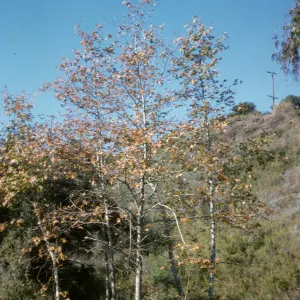 Platanus racemosa