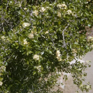 Prunus fremontii