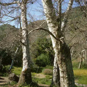 Sycamore, Cachuma Campground, Figueroa
