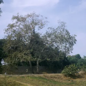 Platanus racemosa, near Mission Santa Barbara