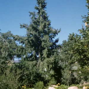 Pseudotsuga macrocarpa