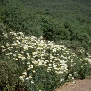 Romneya coulteri, Sespe