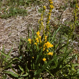 Solidago