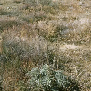 Salvia apiana (White Sage), Sespe