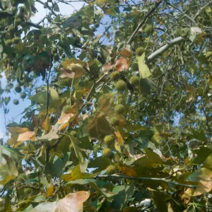 Platanus racemosa, leaves and fruit