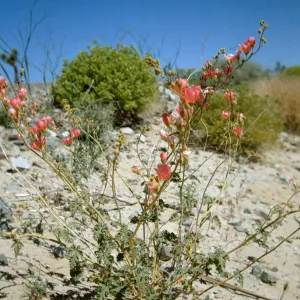 Sphaeralcea, Apricot Mallow, Mojave