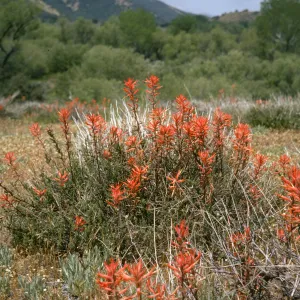 Castilleja jepsonii, Sespe
