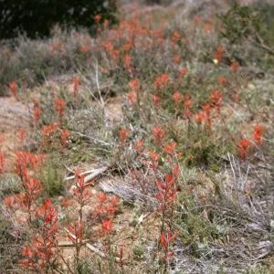 Castilleja jepsonii, Sespe