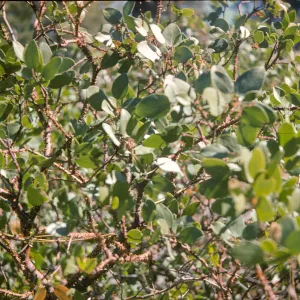 Arctostaphylos nevadensis