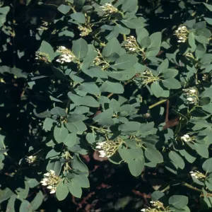 Arctostaphylos glauca