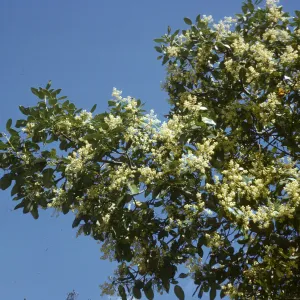 Arbutus menziesii, Jolon Road south of Lucia, Monterey County