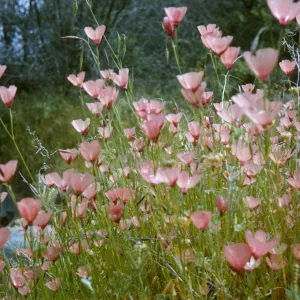 Clarkia, Godetia