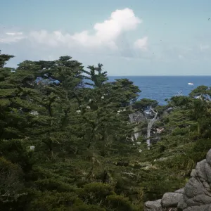 Pinus radiata, Monterey Pines
