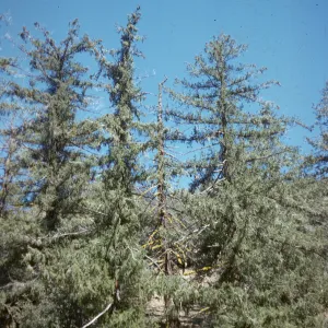 Pinus macrocarpa, Sespe