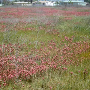 Orthocarpus purpurascens, Springville, Tulare County