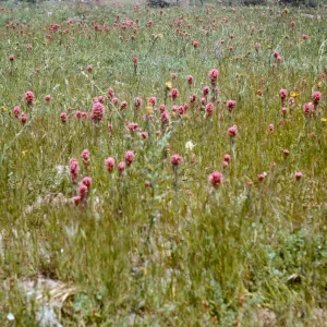 Orthocarpus purpurascens, Springville, Tulare County