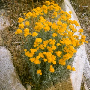 Eriophyllum lanatum