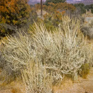 Artemesia tridentata
