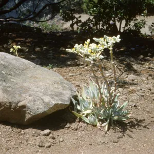 Dudleya (liveforevers)