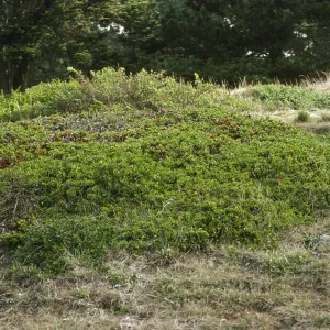 Arctostaphylos hookeri ravenii