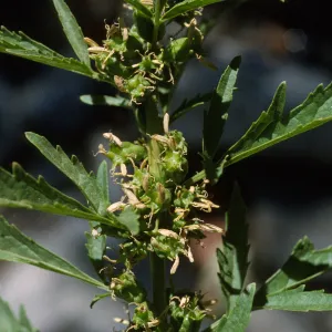Datisca glomerata