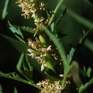 Datisca glomerata