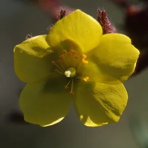 Helianthemum greenei