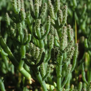 Salicornia