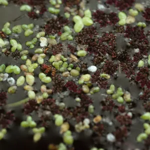 Lemna, azolla