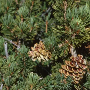 Pinus flexilis