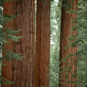 Sequoiadendron