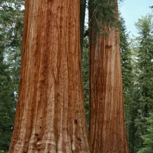 Sequoiadendron