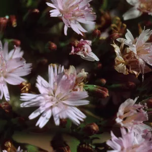 Stephanomeria blairii