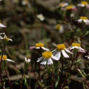 Syntrichopappus lemmonii