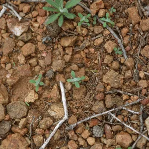 Arabis hoffmannii juveniles