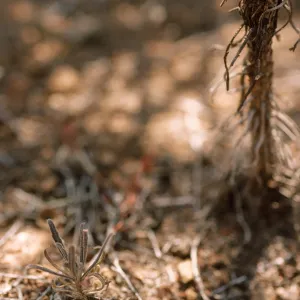 Arabis hoffmannii