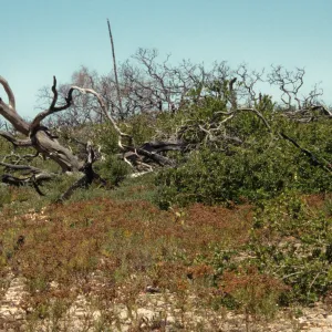 Helianthemum greenei