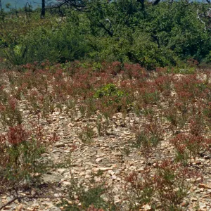 Helianthemum greenei