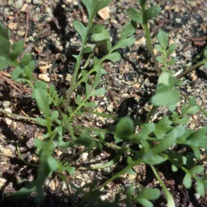 Tropidocarpum capparideum