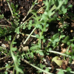 Tropidocarpum capparideum