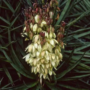 Yucca schidigera